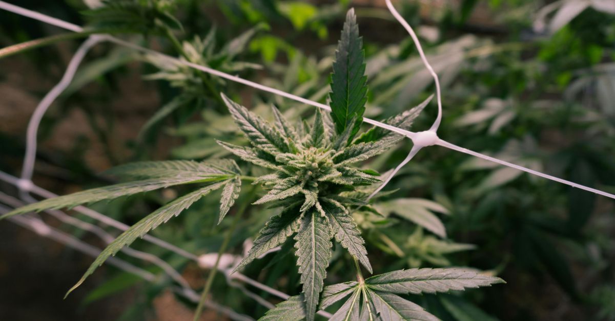 premium cannabis in New York